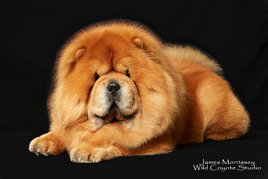Wild chow chow Clearance