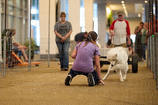 Weight Pull (Sanctioned)