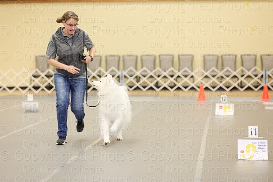 Rally and Obedience Trial