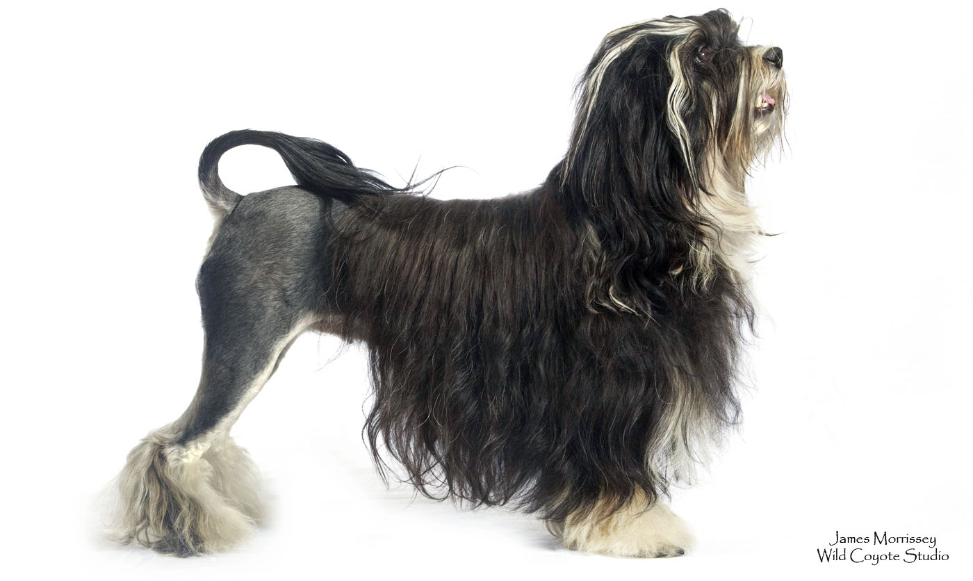 Angry Lowchen Lowchen - Dog Breed Portfolio - Wild Coyote Studio - TradeMark