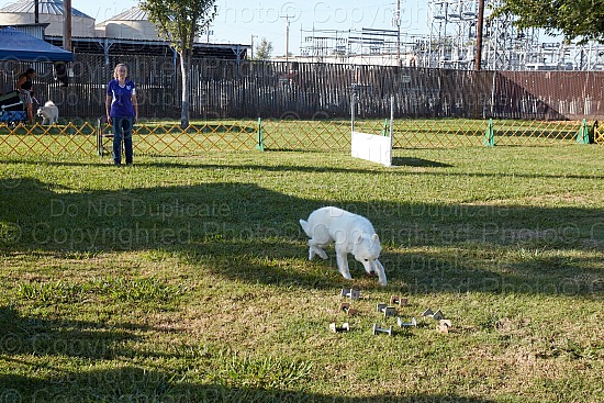 SCA National Specialty Obedience and Rally