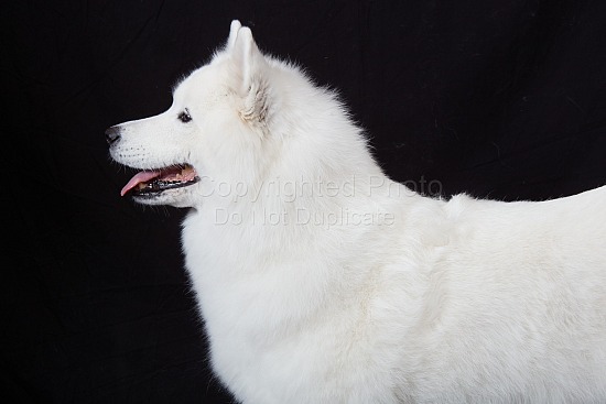 Canine College - Private to SCA admin