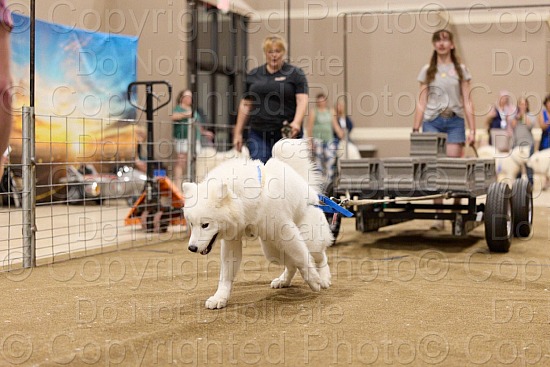 Novice Weight Pull Proofs
