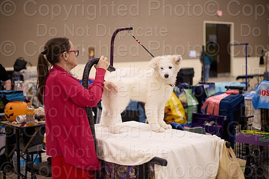 Candid and Ring Proofs - 11 AM to 2 PM