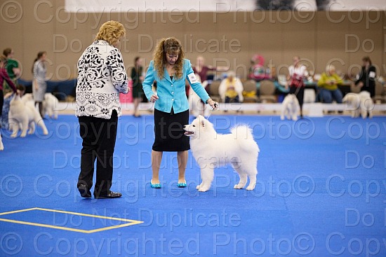 Candid and Ring Proofs- 8 AM to 11 AM