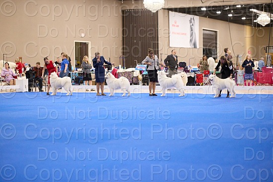 Candid and Ring Proofs - 7 AM to 11 AM