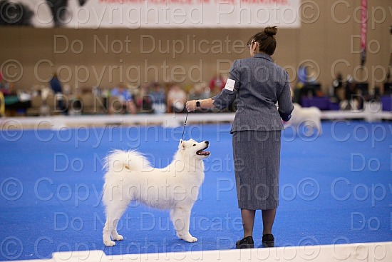 Candid And Ring Proofs 11AM-2PM