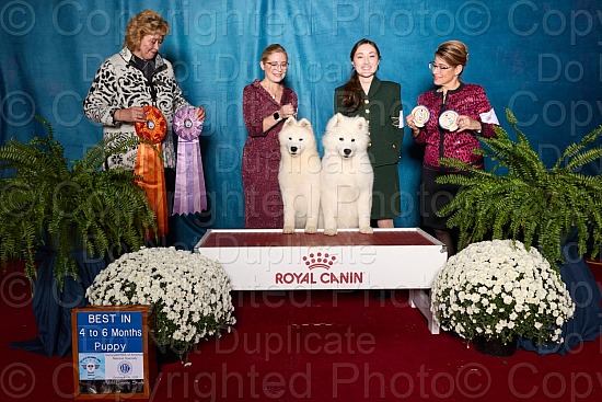 Win Photo Proofs - Dogs