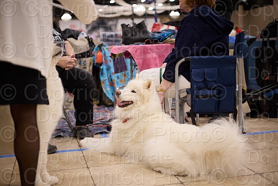 Candid and Ring Proofs 11 AM - 2 PM