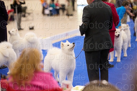 Candid and Ring Proofs - 3 PM to 6 PM