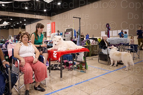 Candid and Ring Proofs - 7 AM to 11 AM