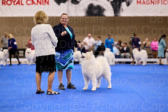 Candid and Ring Proofs - 11 AM to 3 PM