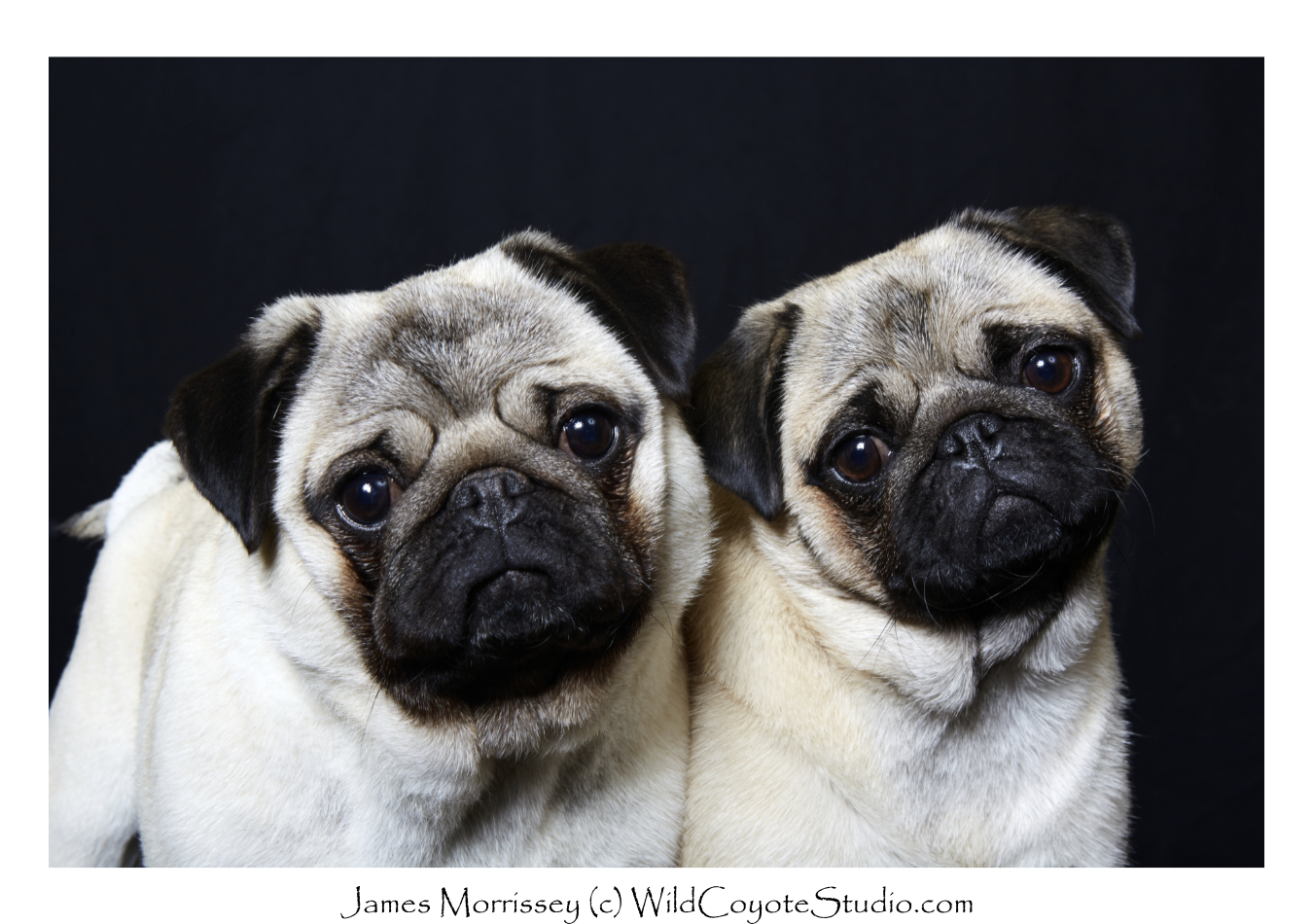 Non Inbread Pug Pug - Dog Breed Portfolio - Wild Coyote Studio - TradeMark